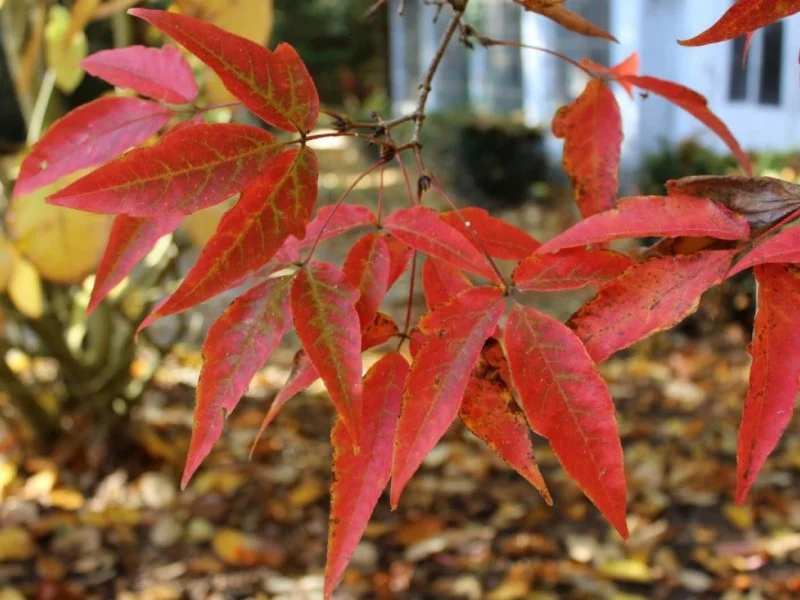 Acer Triflorum (Driebloemige Esdoorn)