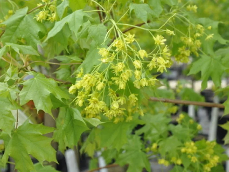Acer Truncatum (Esdoorn)
