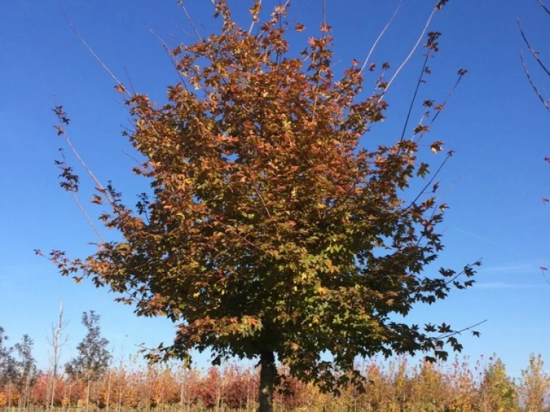 Acer Zoeschense Annae (Esdoorn)