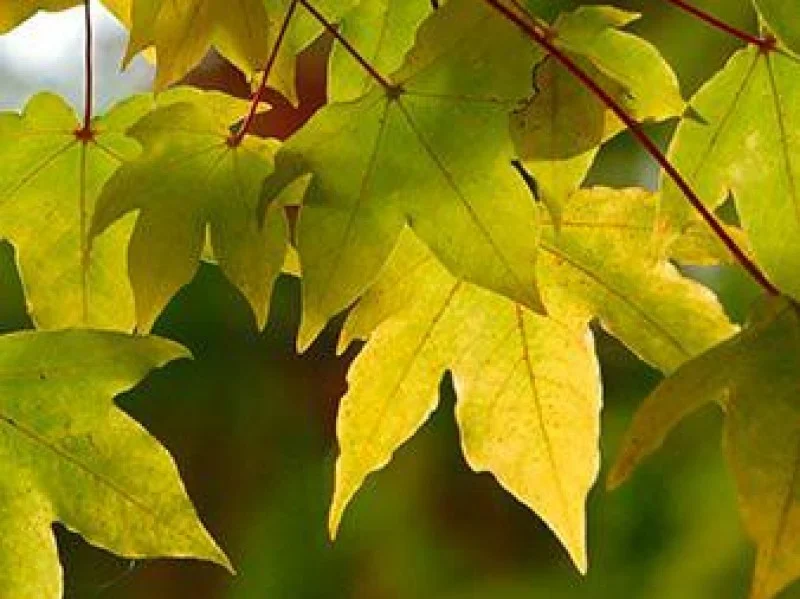 Acer Zoeschense Annae (Esdoorn)