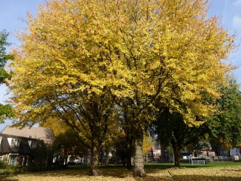 Acer Saccharinum Laciniatum Wieri (Zilveresdoorn)
