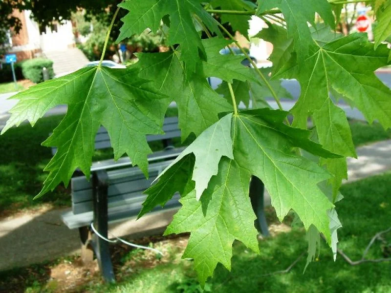 Acer Saccharinum Laciniatum Wieri (Zilveresdoorn)