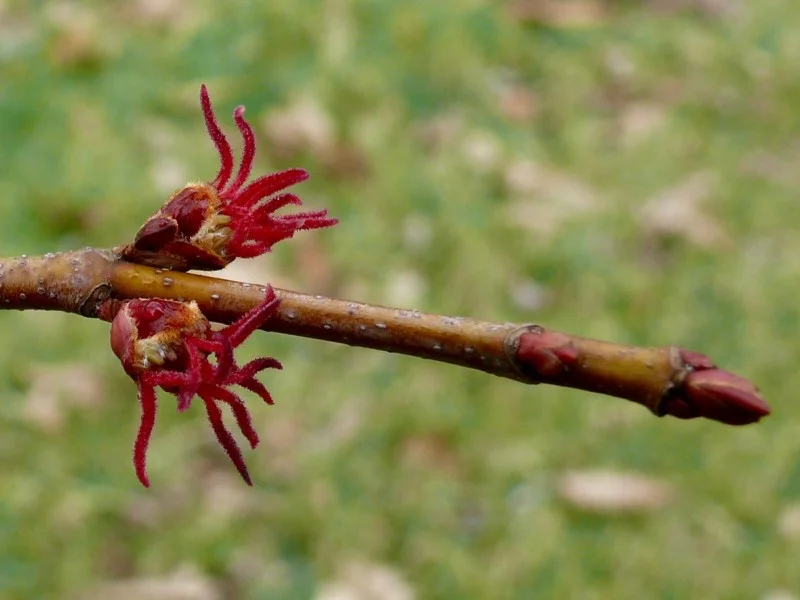 Acer Saccharinum Laciniatum Wieri (Zilveresdoorn)-3