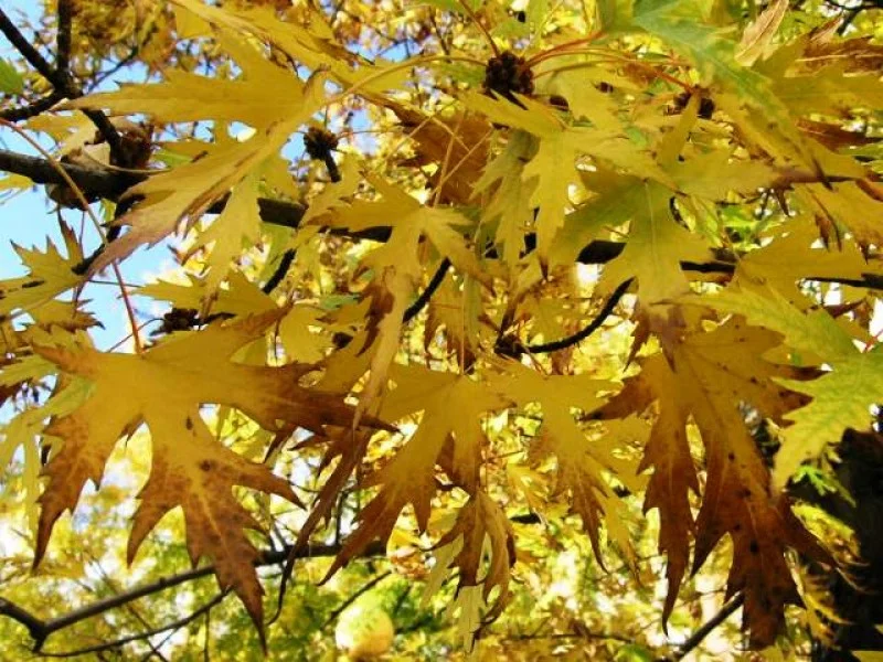 Acer Saccharinum Laciniatum Wieri (Zilveresdoorn)-4