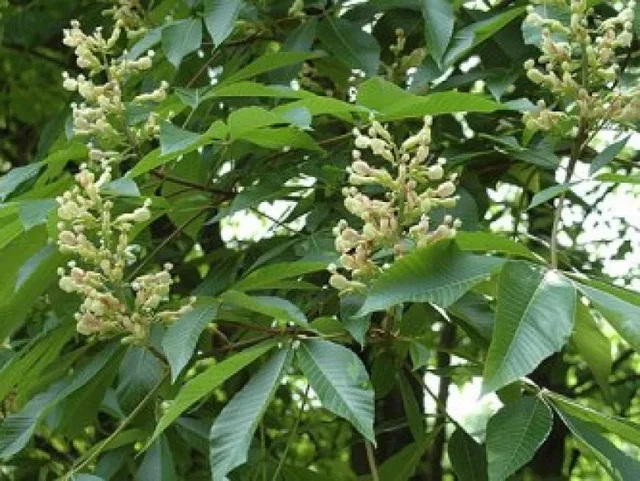 Aesculus Indica (Indische Rosskastanie)