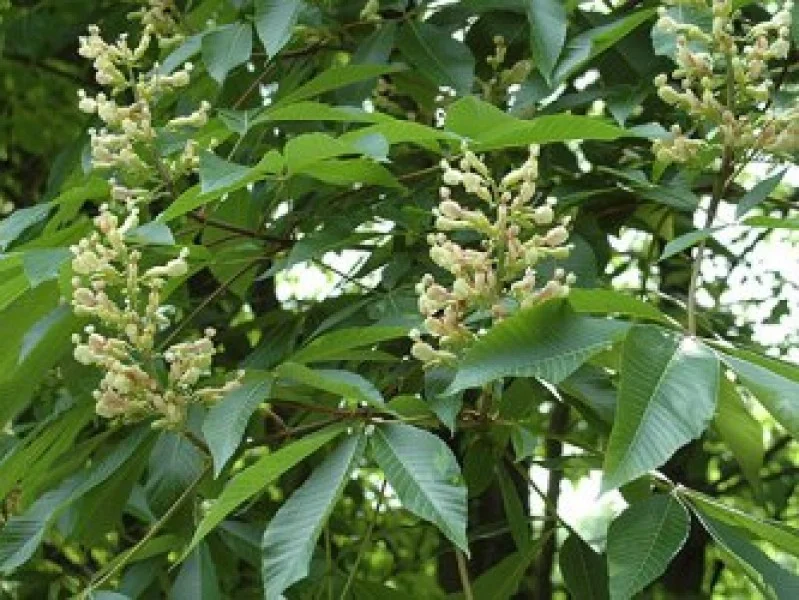Aesculus Digitata (Paardenkastanje)