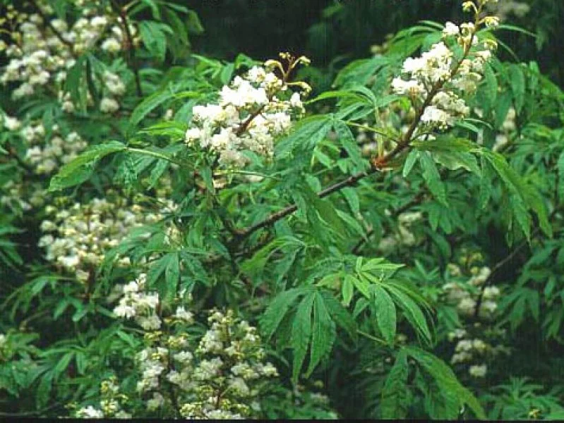 Aesculus Digitata (Paardenkastanje)