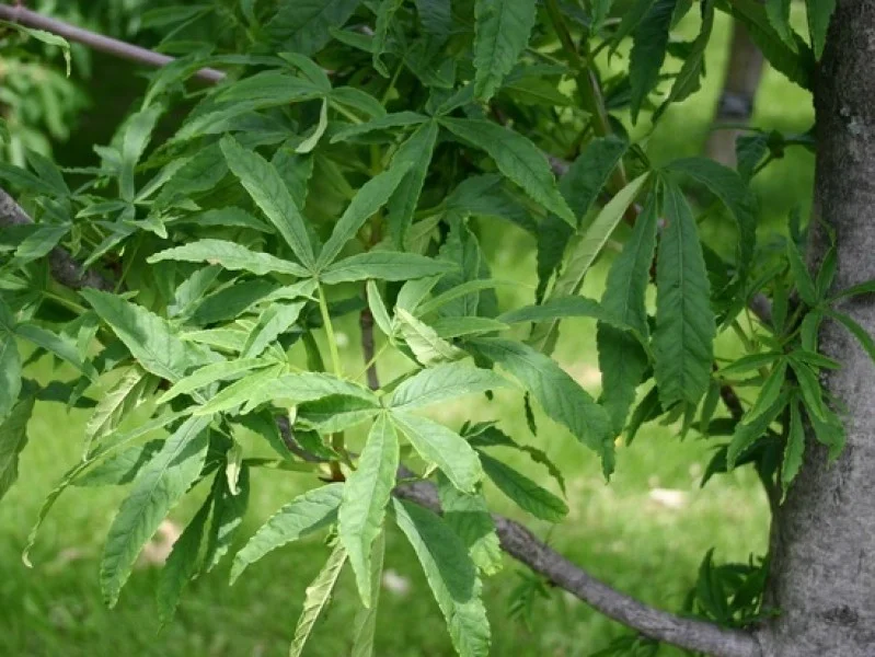 Aesculus Digitata (Paardenkastanje)-3