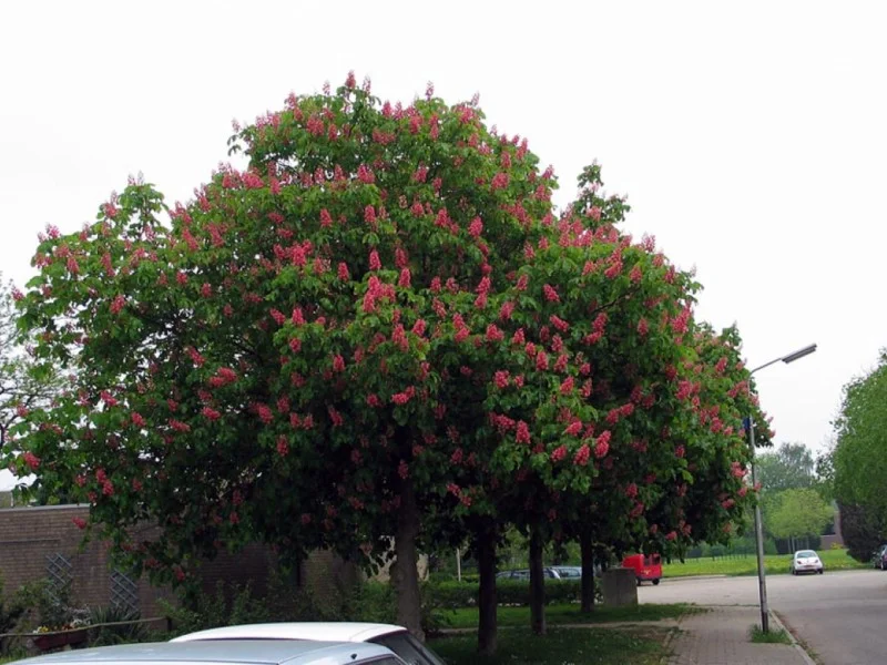 Aesculus Carnea Plantierensis (Paardenkastanje)