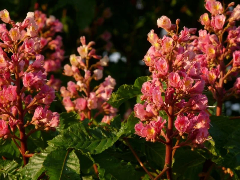 Aesculus Carnea Plantierensis (Paardenkastanje)-2