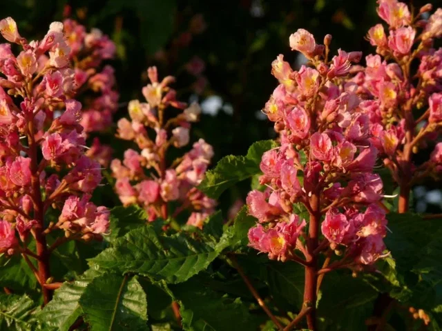 Aesculus Carnea Plantierensis (Paardenkastanje)