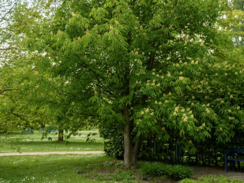 Aesculus Flava Vestita (Paardenkastanje)