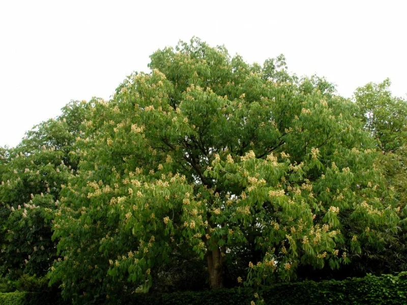 Aesculus Flava Vestita (Paardenkastanje)