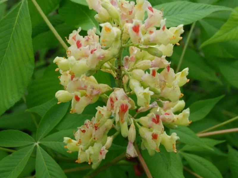 Aesculus Flava Vestita (Paardenkastanje)-3