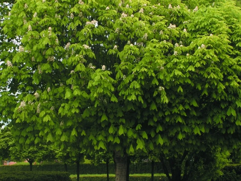 Bolkastanje (Aesculus Hippocastanum Umbraculifera)