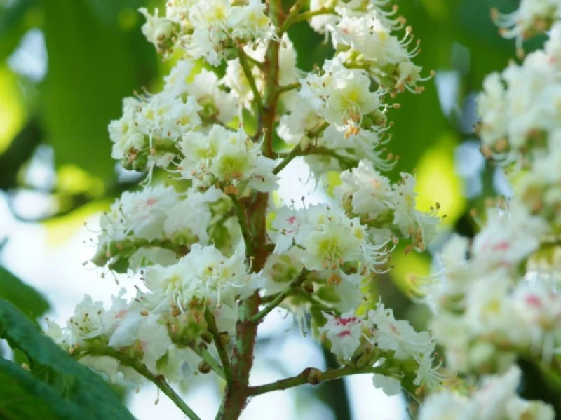 Bolkastanje (Aesculus Hippocastanum Umbraculifera)-2