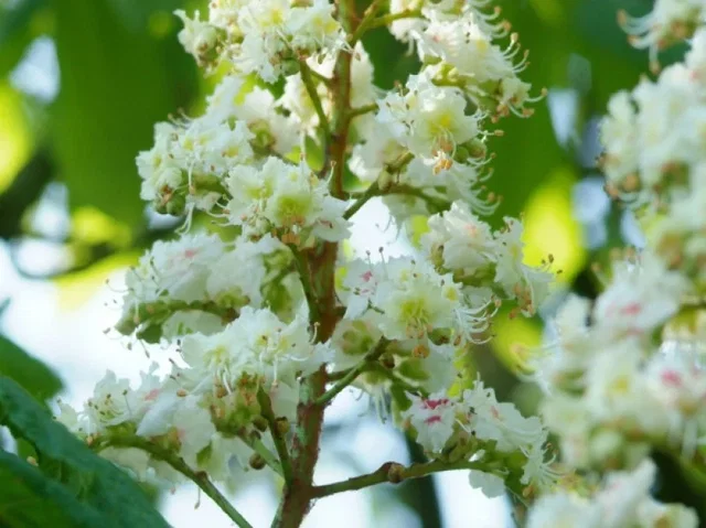 Bolkastanje (Aesculus Hippocastanum Umbraculifera)