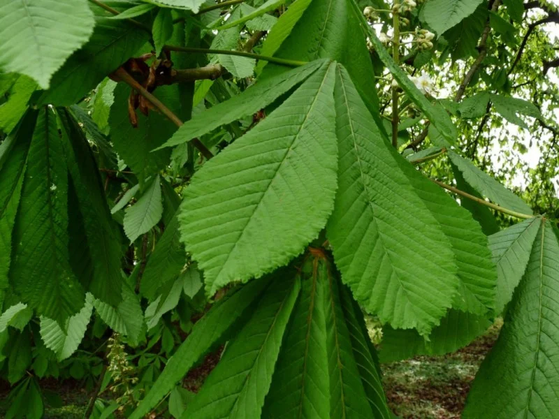 Bolkastanje (Aesculus Hippocastanum Umbraculifera)-3