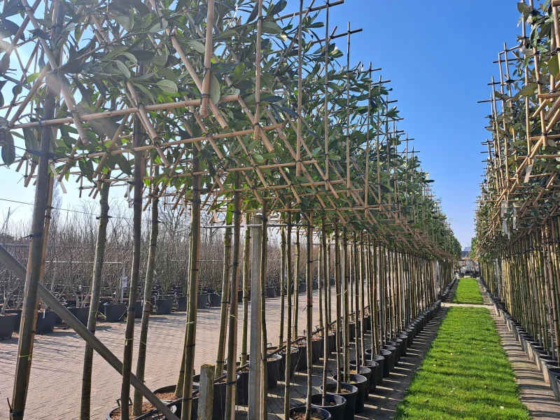 Prunus Laurier Caucasica Leiboom (Leilaurier)-3