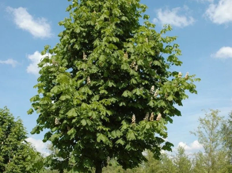 Aesculus Hippocastanum Pyramidalis (Witte Paardenkastanje)