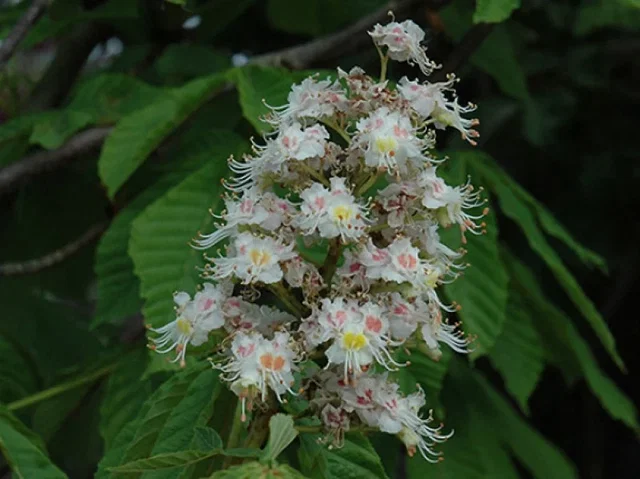Aesculus Hippocastanum Pyramidalis (Witte Paardenkastanje)