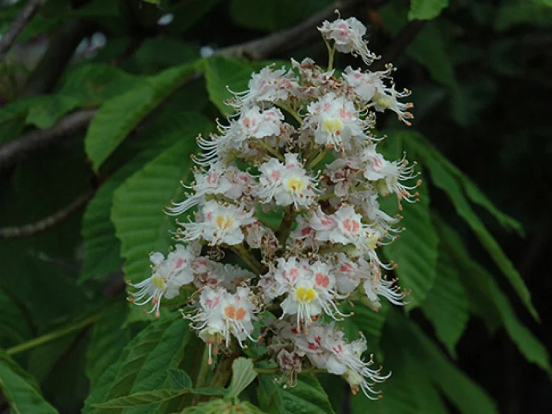 Aesculus Hippocastanum Pyramidalis (Witte Paardenkastanje)