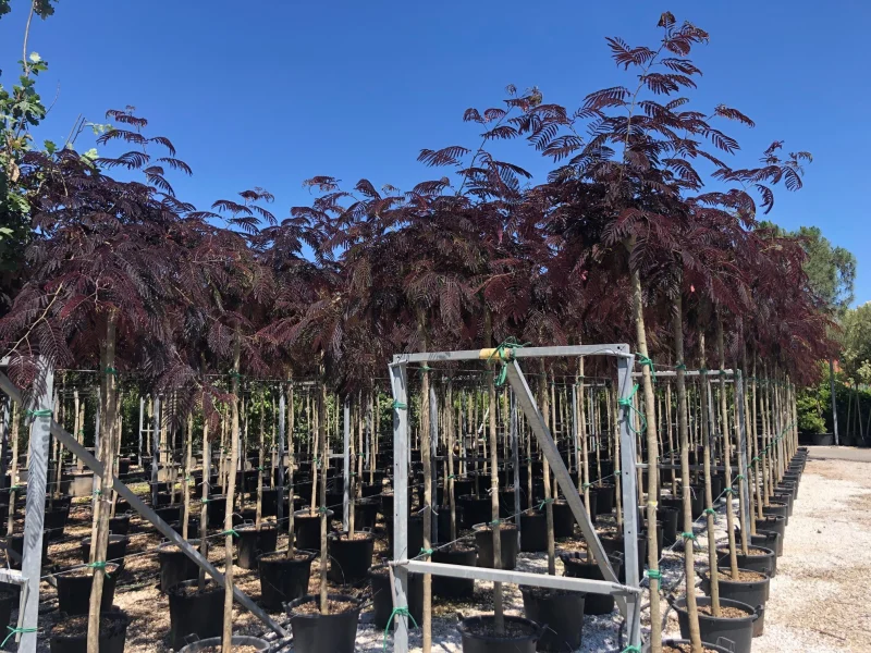 Albizia Julibrissin Summer Chocolate (Perzische Slaapboom)-1