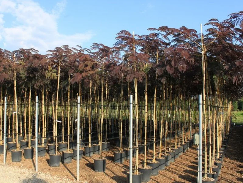 Albizia Julibrissin Summer Chocolate (Perzische Slaapboom)