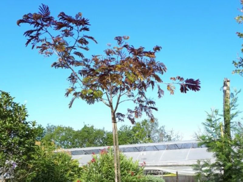 Albizia Julibrissin Summer Chocolate (Perzische Slaapboom)-3