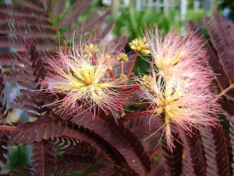 Albizia Julibrissin Summer Chocolate (Perzische Slaapboom)-4