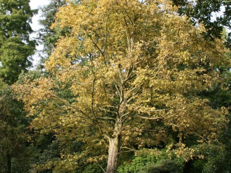 Alnus Incana Aurea (Geelbladige Els)