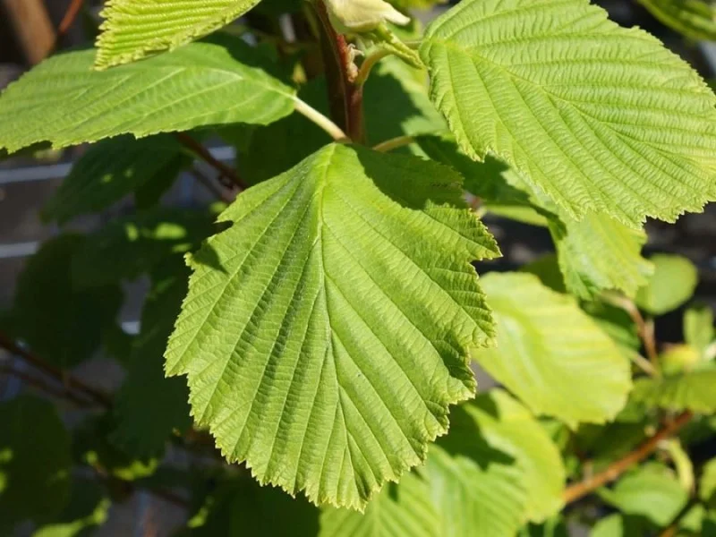 Alnus Incana Aurea (Geelbladige Els)
