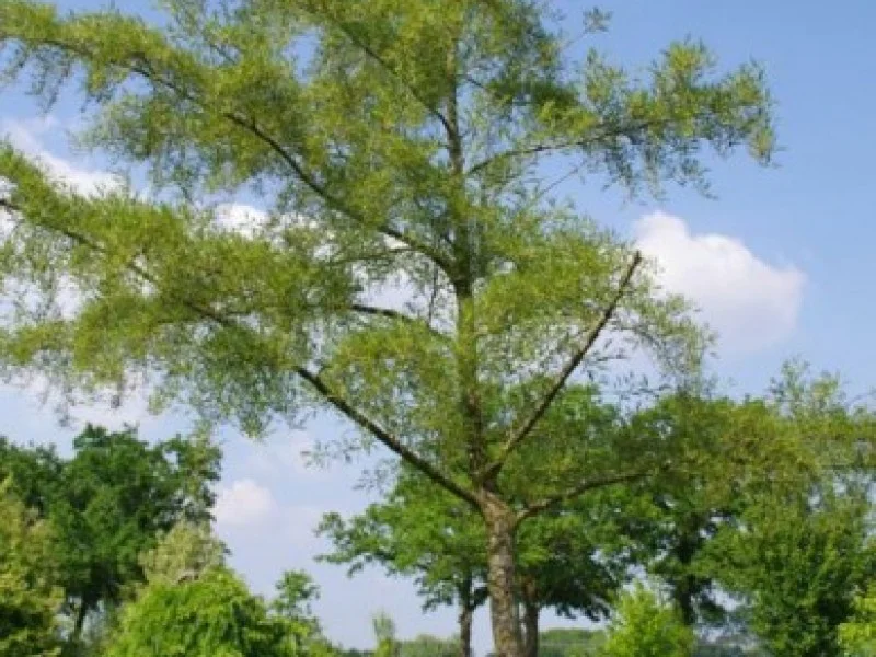 Alnus Glutinosa Imperialis (Zwarte Els)-1