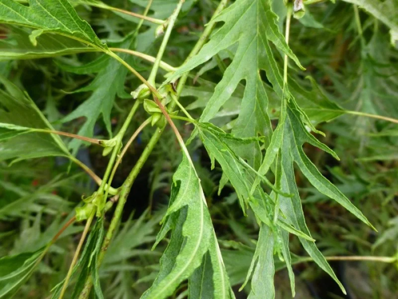 Alnus Glutinosa Imperialis (Zwarte Els)-2