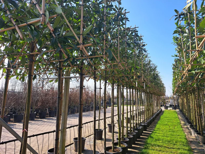 Prunus Laurier Caucasica Leiboom (Leilaurier)-4