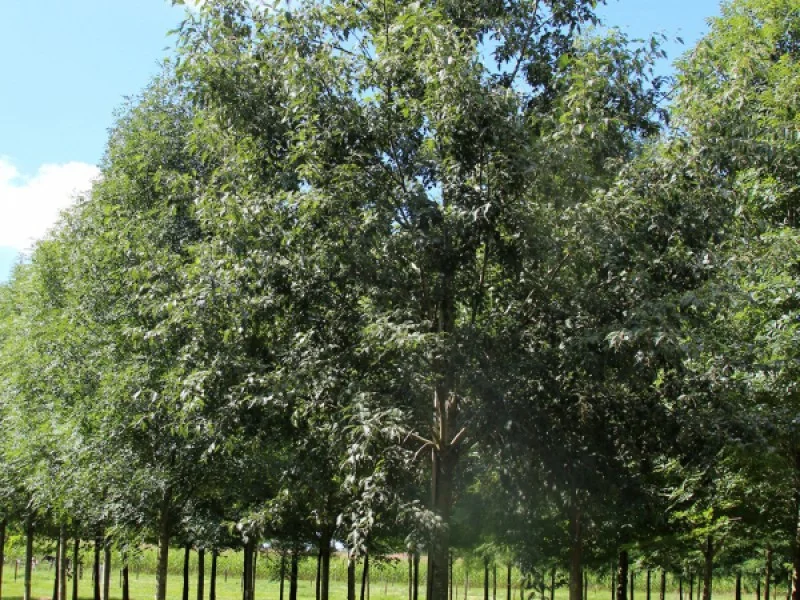 Alnus Incana Laciniata (Fijnbladige Els)-1