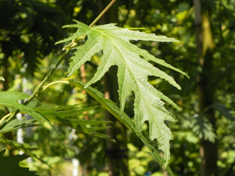 Alnus Incana Laciniata (Fijnbladige Els)-2
