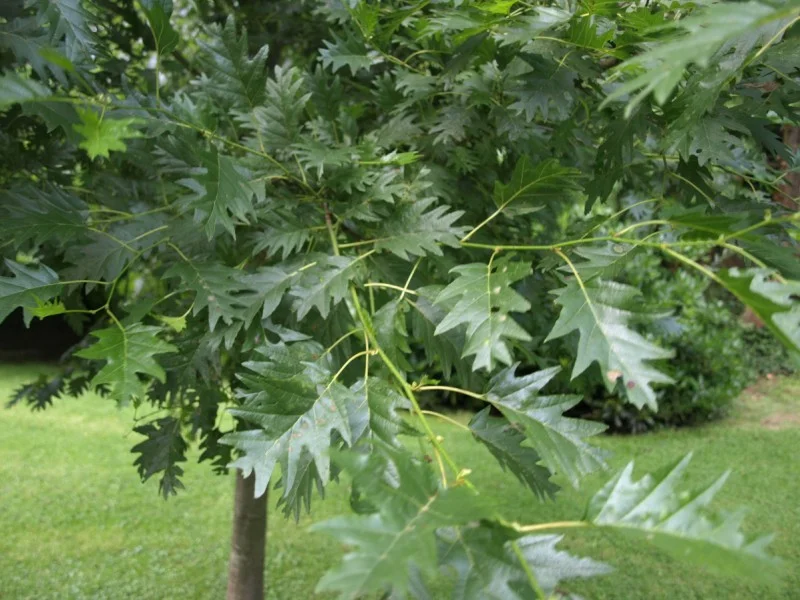 Alnus Incana Laciniata (Fijnbladige Els)-3