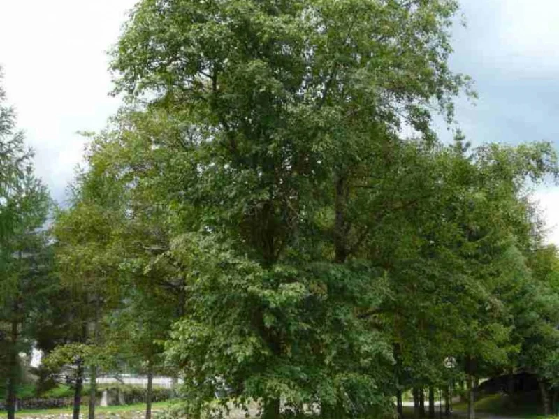 Alnus Incana (Witte Els)-1