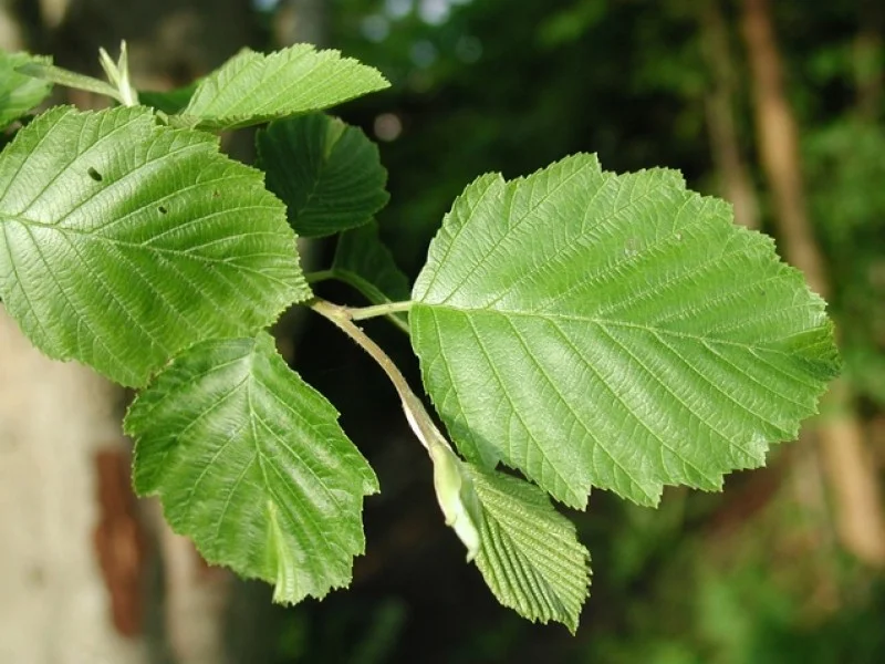 Alnus Incana (Witte Els)-2