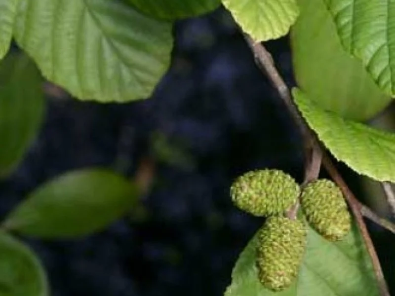 Alnus Incana (Witte Els)-3