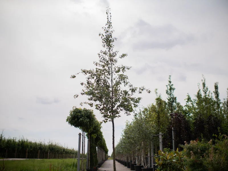 Alnus Spaethii (Els)-1