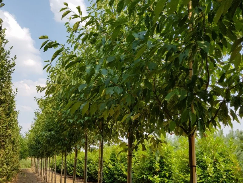 Alnus Spaethii (Els)-2