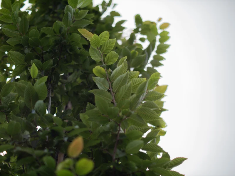 Alnus Spaethii (Els)-3