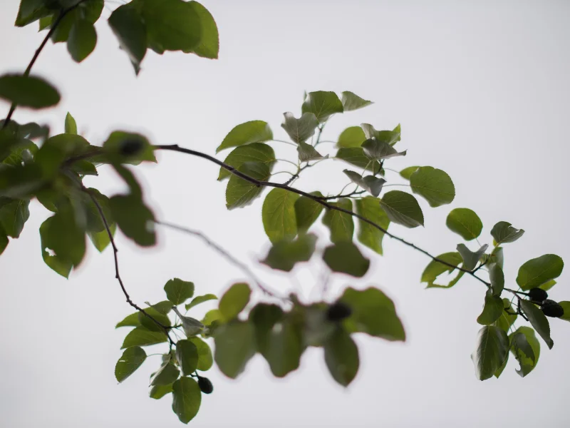 Alnus Spaethii (Els)-4