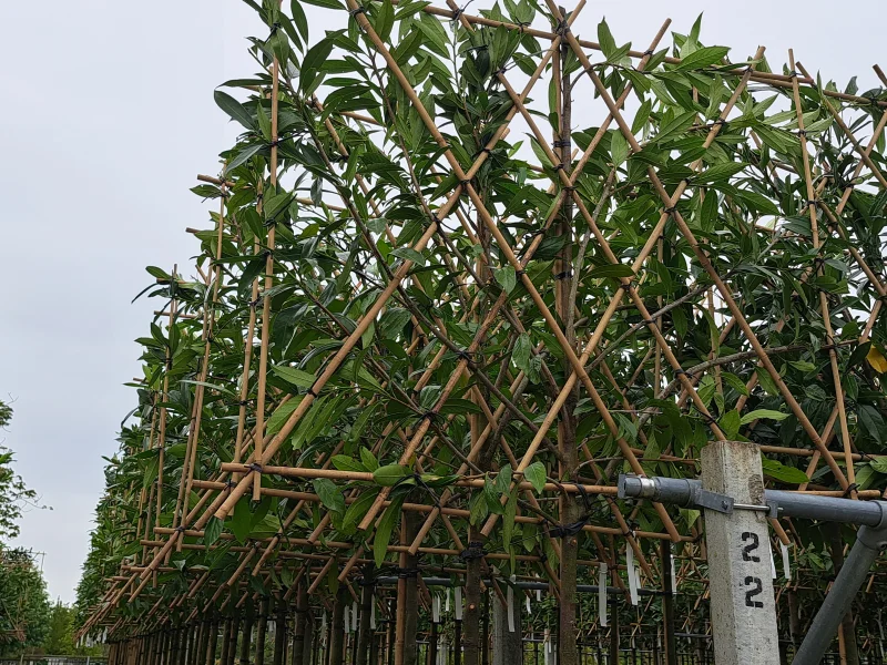 Prunus Laurier Caucasica Leiboom (Leilaurier)-5