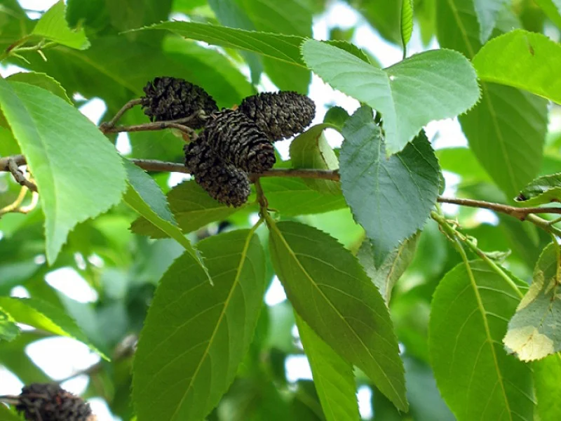 Alnus Spaethii (Els)-5