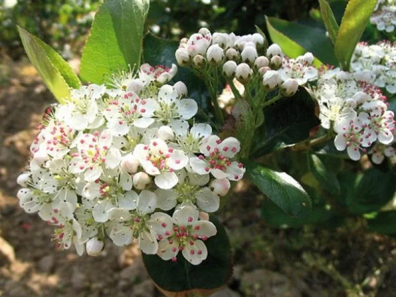 Aronia Prunifolia Viking (Appelbes)
