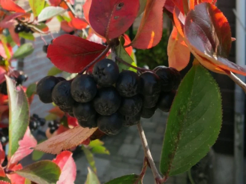 Aronia Prunifolia Viking (Appelbes)