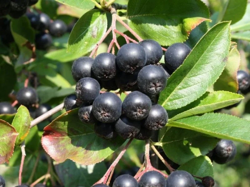 Aronia Prunifolia Viking (Appelbes)-3